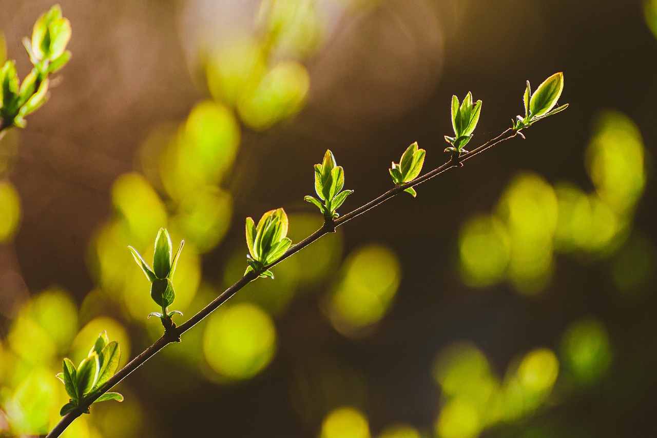 leaves, nature, sprout-6113017.jpg